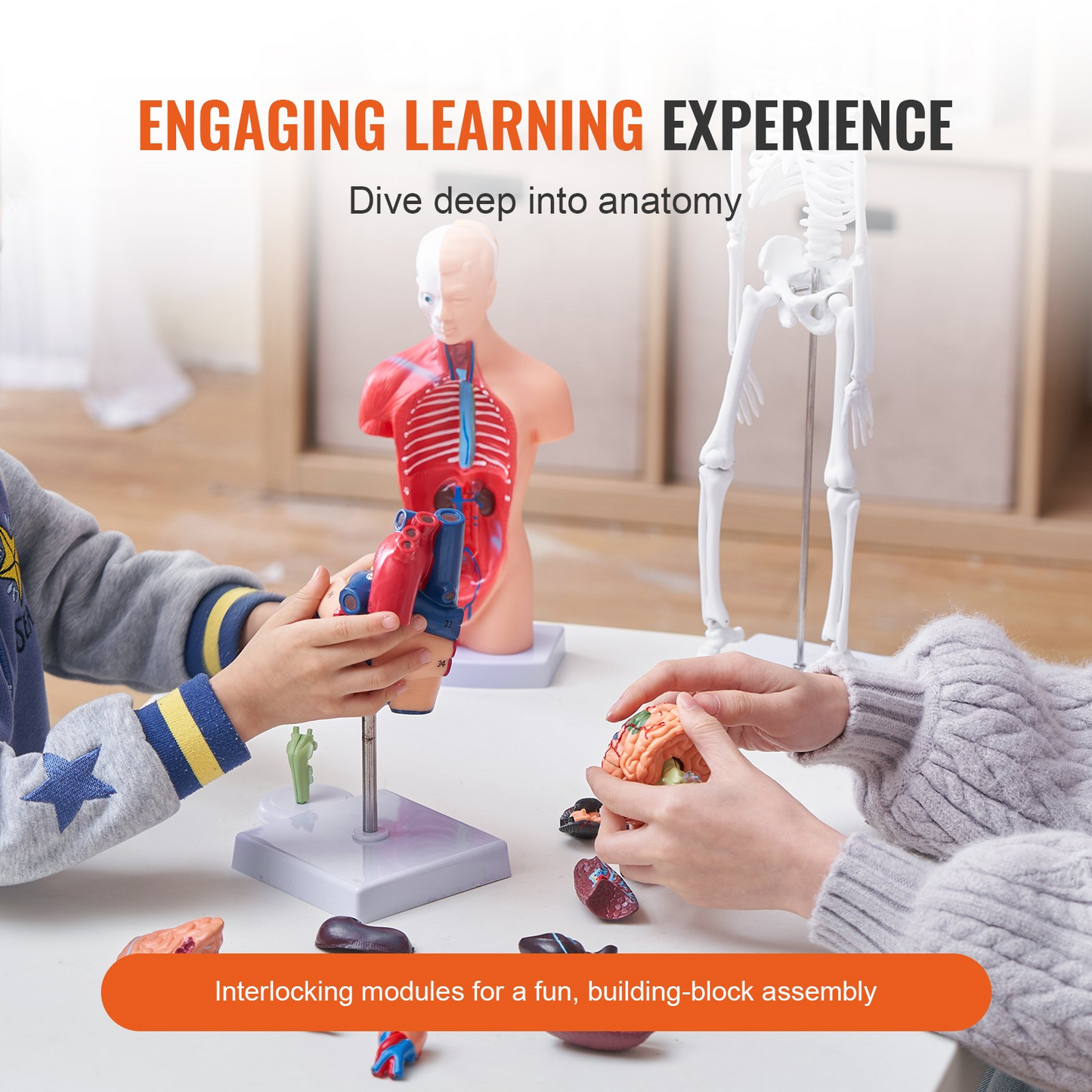 VEVOR Human Anatomy Models Bundle Set - 4 Highly Detailed 3D Models of Brain, Human Torso, Heart, Skeleton - Perfect Educational Kit for Students and Kids