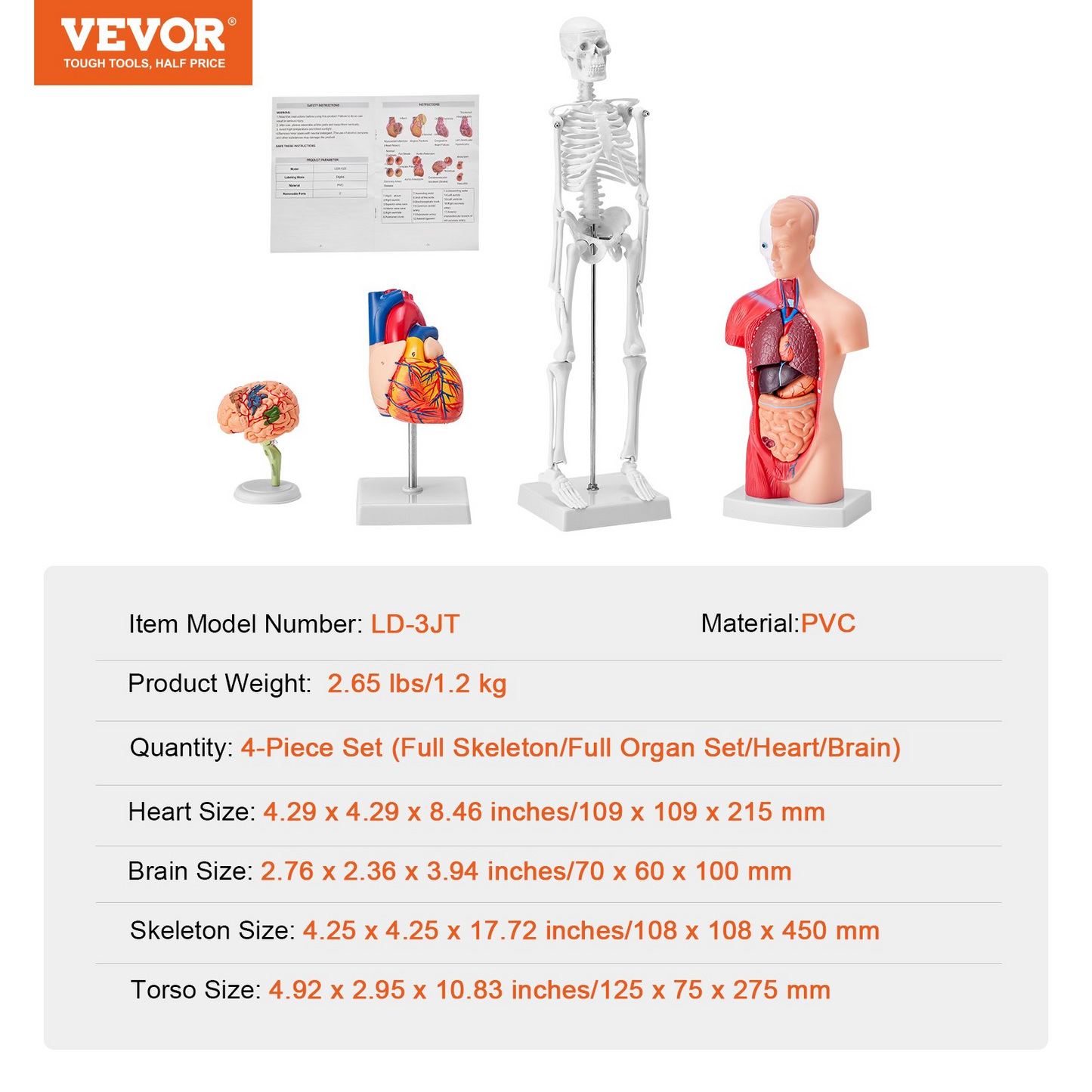VEVOR Human Anatomy Models Bundle Set - 4 Highly Detailed 3D Models of Brain, Human Torso, Heart, Skeleton - Perfect Educational Kit for Students and Kids