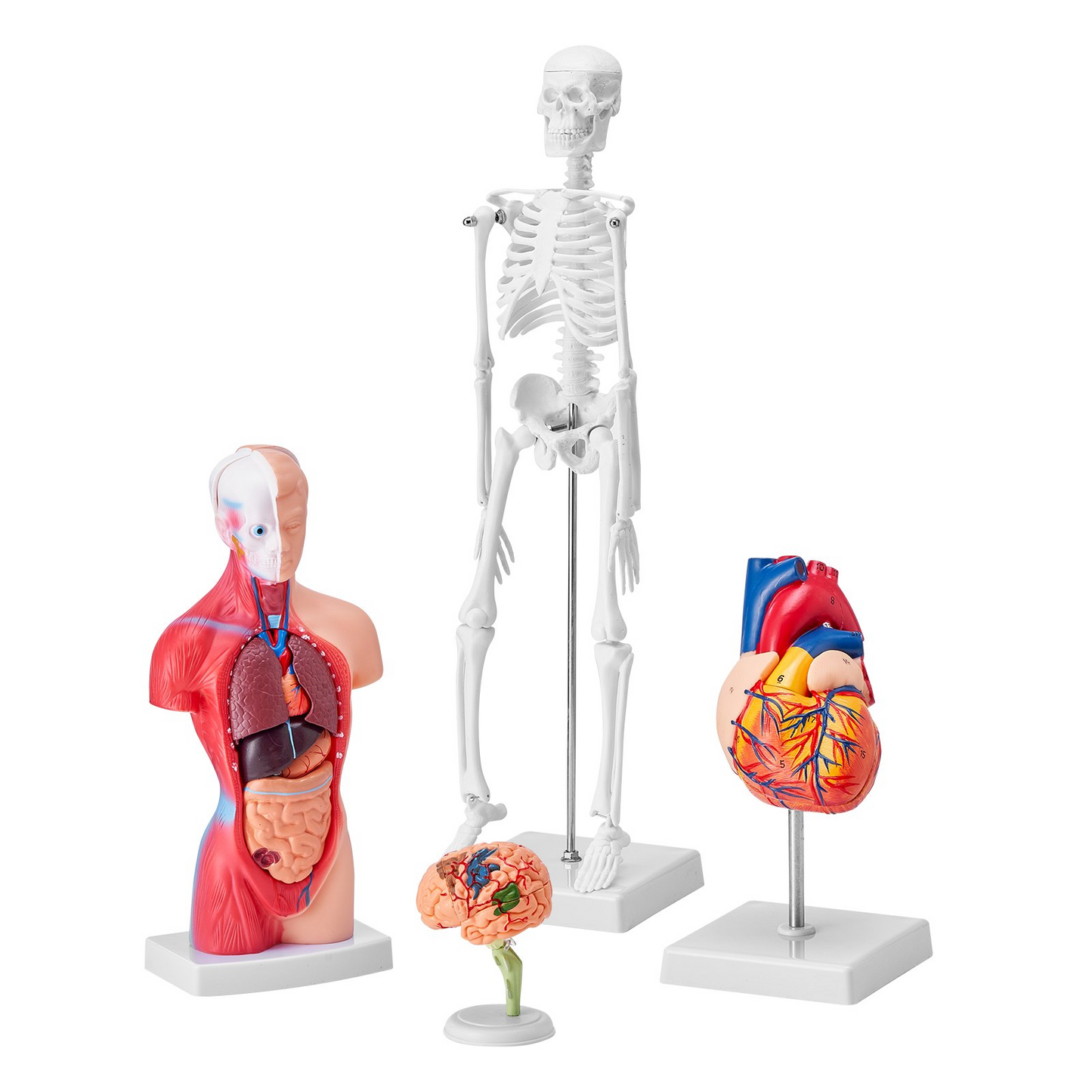 VEVOR Human Anatomy Models Bundle Set - 4 Highly Detailed 3D Models of Brain, Human Torso, Heart, Skeleton - Perfect Educational Kit for Students and Kids