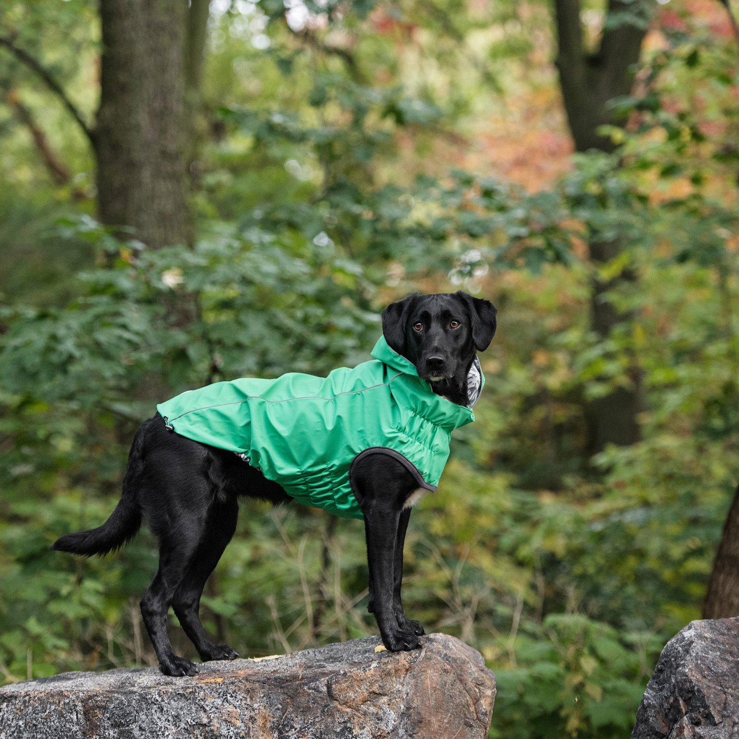 Reversible Elasto-Fit Raincoat - Green | Stylish and Waterproof Dog Raincoat with Hood