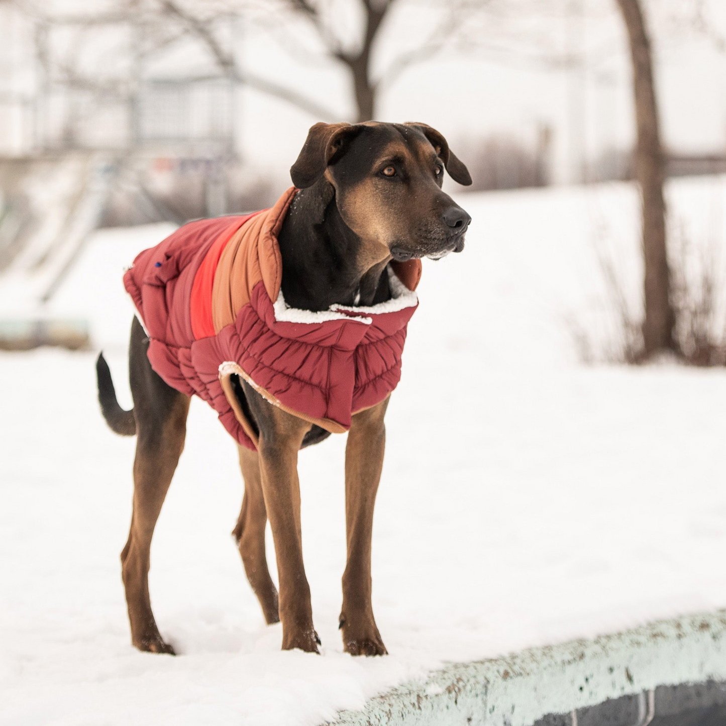 Retro Puffer - Dark Red | Fashionable and Warm Dog Coat