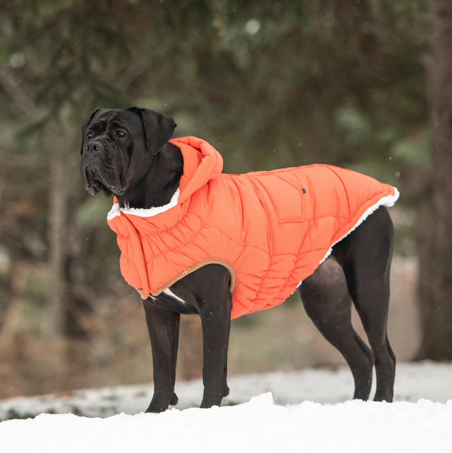 GF PET Elasto-FIT Super Puff Parka - Orange | Warm and Stylish Dog Coat