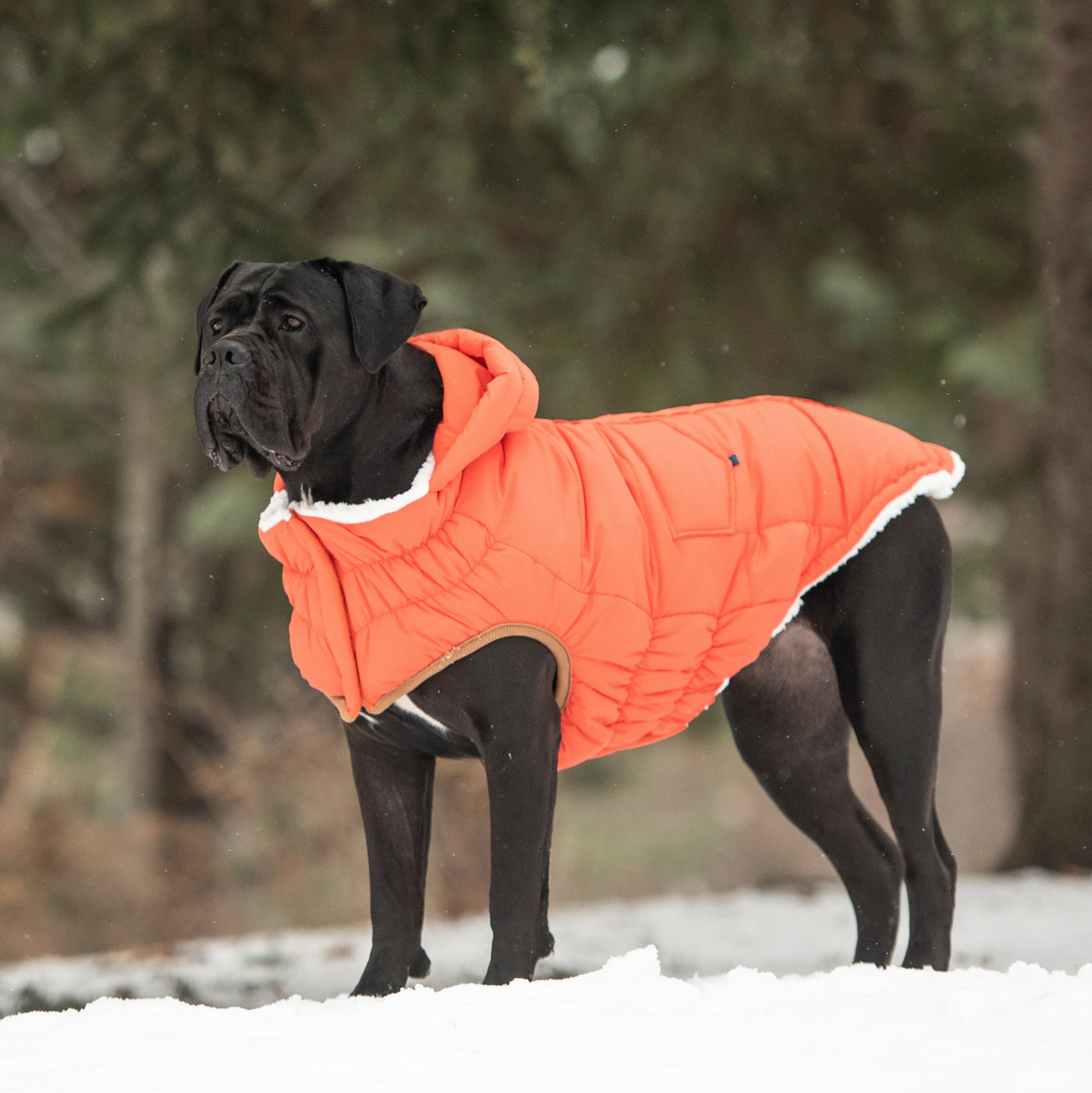 GF PET Elasto-FIT Super Puff Parka - Orange | Warm & Stylish Dog Coat for Ultimate Comfort