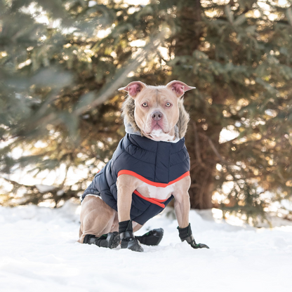 GF Pet Winter Sailor Parka - Navy | Warm and Fashionable Dog Jacket