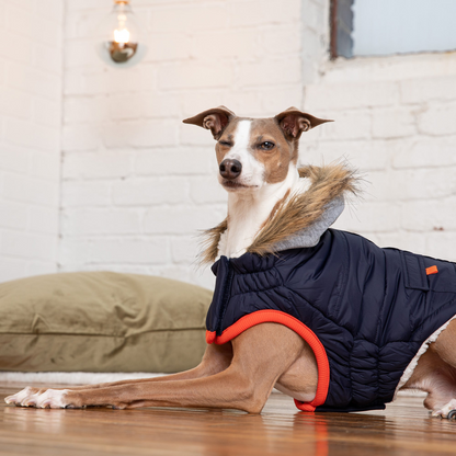 GF Pet Winter Sailor Parka - Navy | Warm and Fashionable Dog Jacket