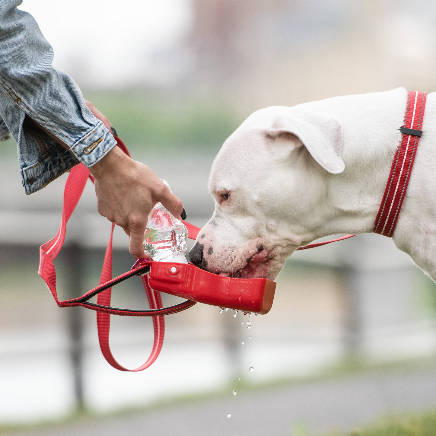 GF PET Water Bottle with Foldout Bowl - Essential Hydration for Pets on Hikes, Travels, & Camping
