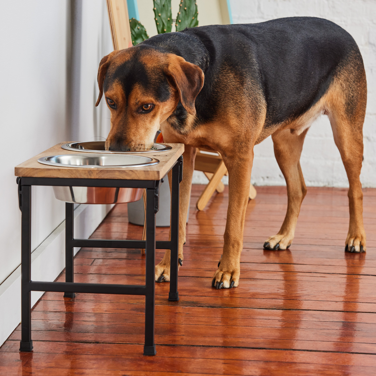 Exotic Mango Wood & Metal Elevated Feeder - Handmade in India