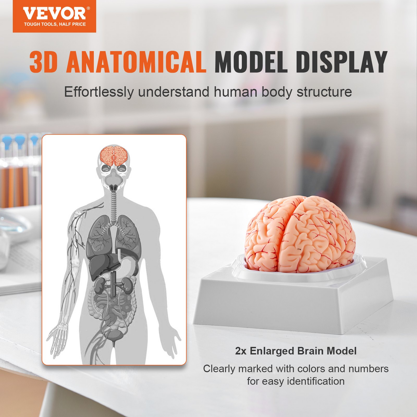 VEVOR 1:1 Life-Size 9-Part Human Brain Anatomical Model with Labels & Display Base - Ideal for Science Research & Classroom Study