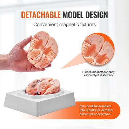 VEVOR 1:1 Life-Size 9-Part Human Brain Anatomical Model with Labels & Display Base - Ideal for Science Research & Classroom Study