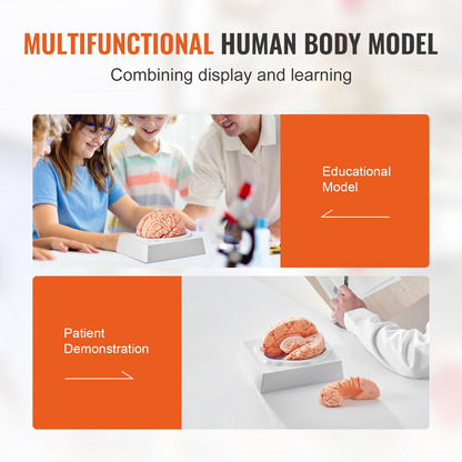 VEVOR 1:1 Life-Size 9-Part Human Brain Anatomical Model with Labels & Display Base - Ideal for Science Research & Classroom Study