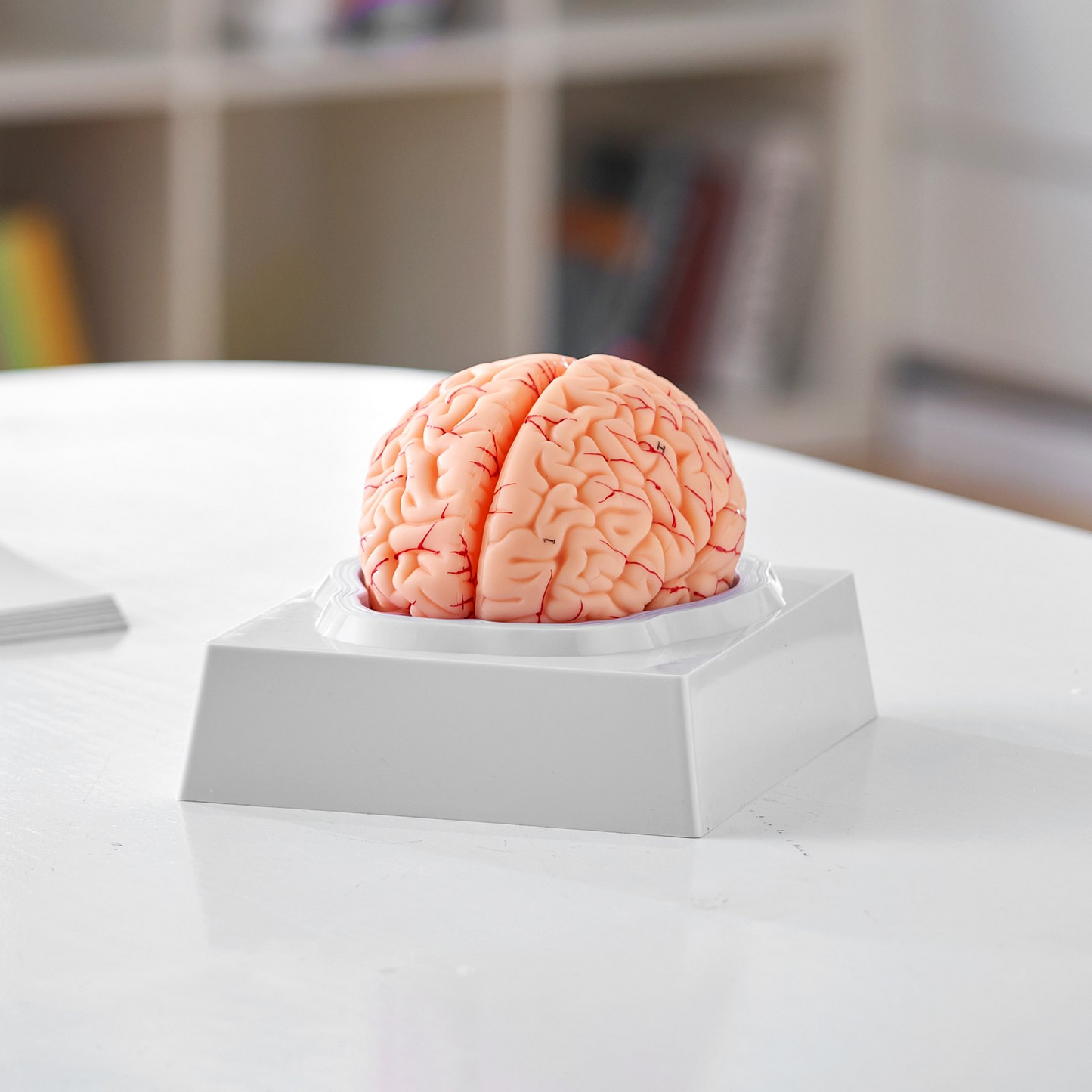 VEVOR 1:1 Life-Size 9-Part Human Brain Anatomical Model with Labels & Display Base - Ideal for Science Research & Classroom Study