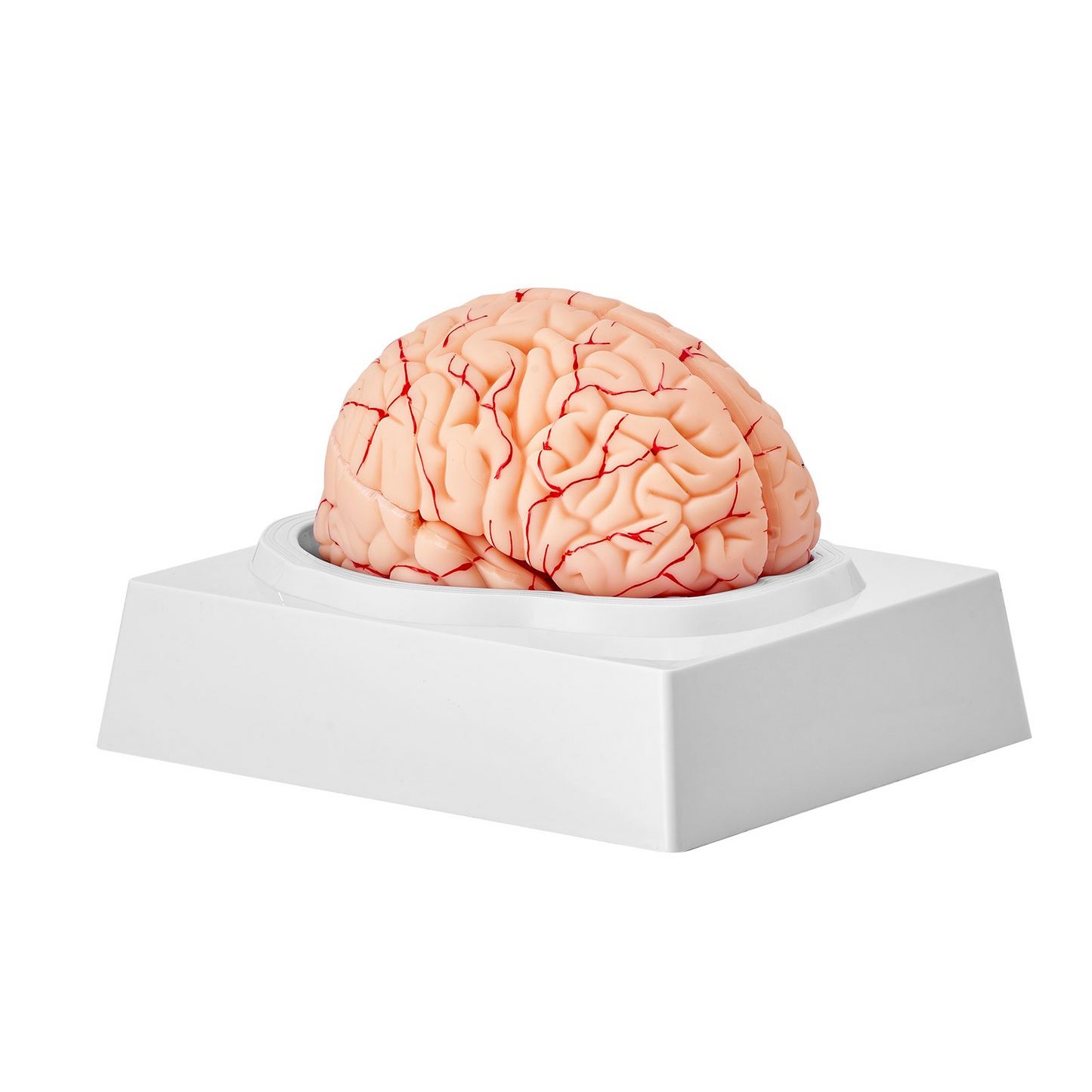 VEVOR 1:1 Life-Size 9-Part Human Brain Anatomical Model with Labels & Display Base - Ideal for Science Research & Classroom Study