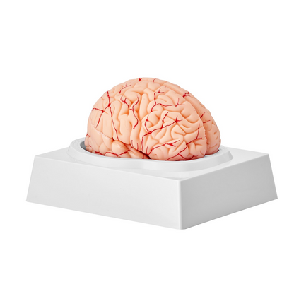 VEVOR 1:1 Life-Size 9-Part Human Brain Anatomical Model with Labels & Display Base - Ideal for Science Research & Classroom Study