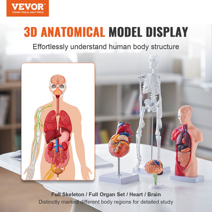 VEVOR Human Anatomy Models Bundle Set - 4 Highly Detailed 3D Models of Brain, Human Torso, Heart, Skeleton - Perfect Educational Kit for Students and Kids