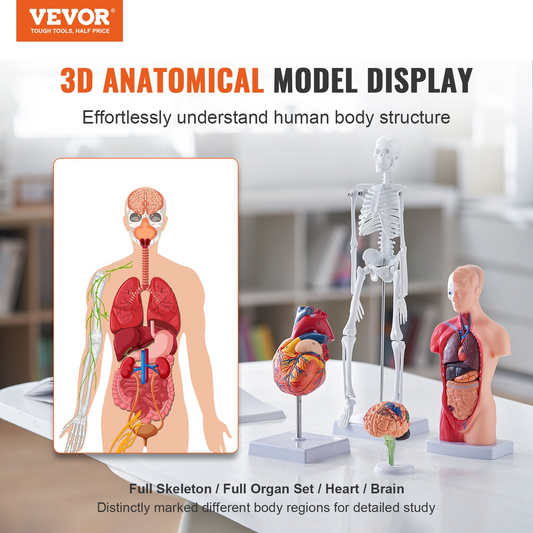 VEVOR Human Anatomy Models Bundle Set - 4 Highly Detailed 3D Models of Brain, Human Torso, Heart, Skeleton - Perfect Educational Kit for Students and Kids