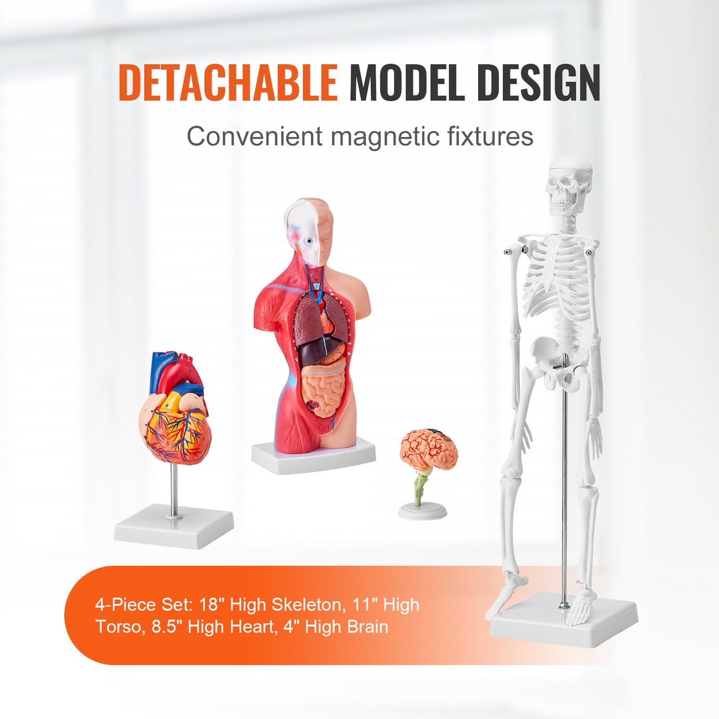VEVOR Human Anatomy Models Bundle Set - 4 Highly Detailed 3D Models of Brain, Human Torso, Heart, Skeleton - Perfect Educational Kit for Students and Kids