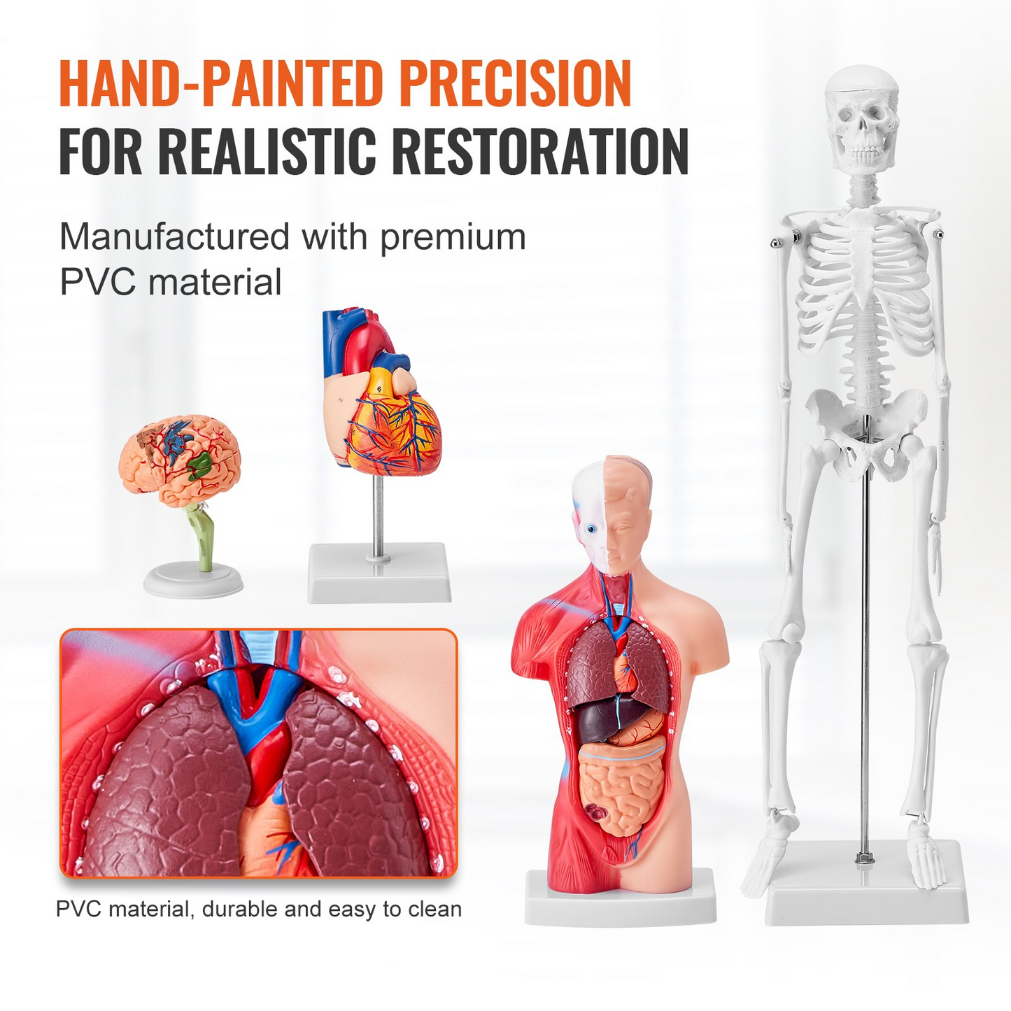 VEVOR Human Anatomy Models Bundle Set - 4 Highly Detailed 3D Models of Brain, Human Torso, Heart, Skeleton - Perfect Educational Kit for Students and Kids
