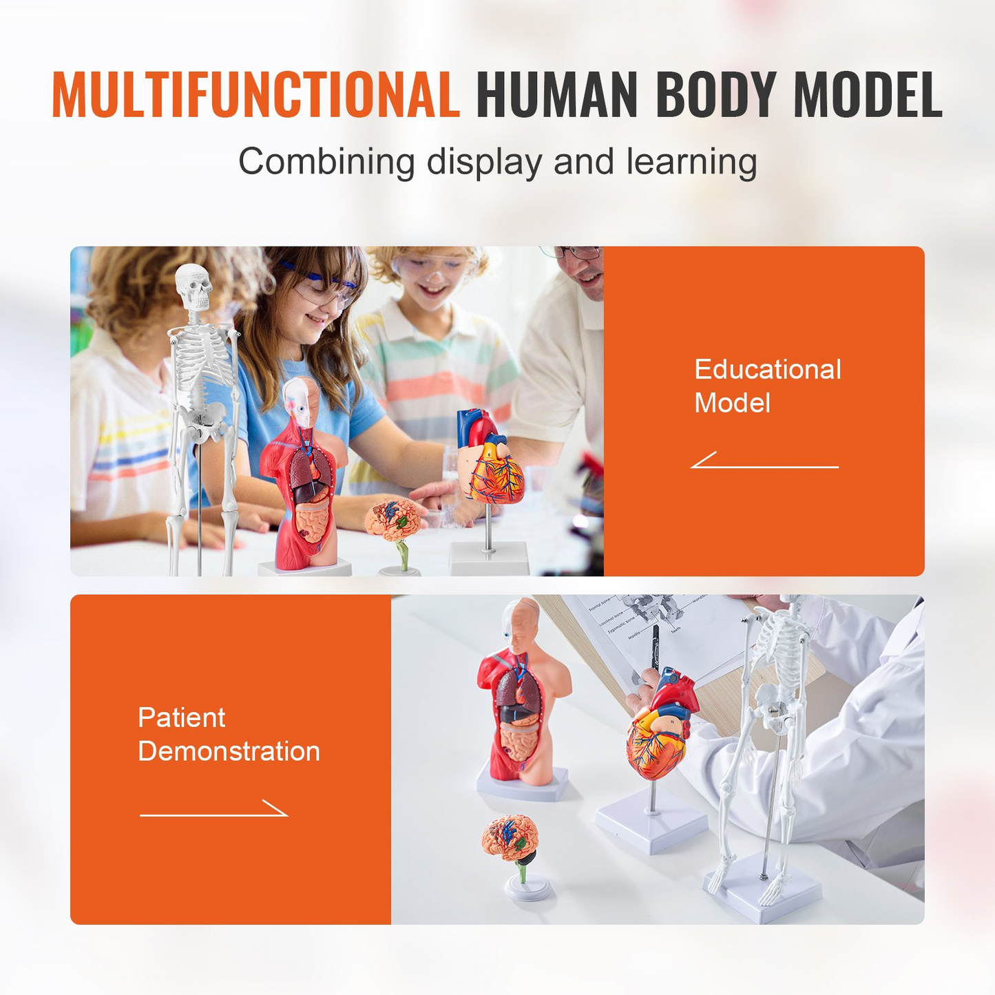 VEVOR Human Anatomy Models Bundle Set - 4 Highly Detailed 3D Models of Brain, Human Torso, Heart, Skeleton - Perfect Educational Kit for Students and Kids