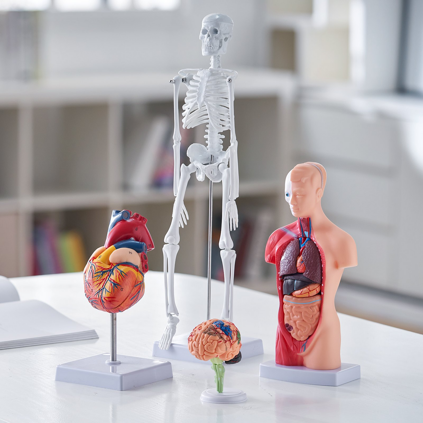 VEVOR Human Anatomy Models Bundle Set - 4 Highly Detailed 3D Models of Brain, Human Torso, Heart, Skeleton - Perfect Educational Kit for Students and Kids