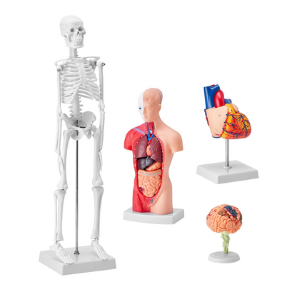 VEVOR Human Anatomy Models Bundle Set - 4 Highly Detailed 3D Models of Brain, Human Torso, Heart, Skeleton - Perfect Educational Kit for Students and Kids