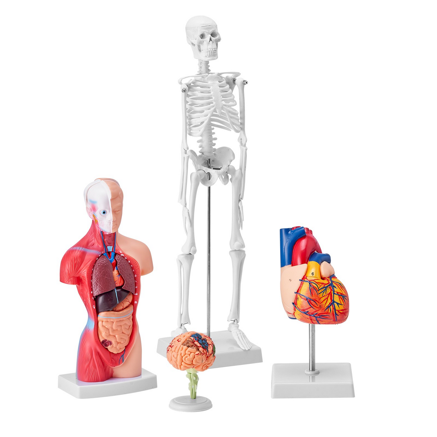 VEVOR Human Anatomy Models Bundle Set - 4 Highly Detailed 3D Models of Brain, Human Torso, Heart, Skeleton - Perfect Educational Kit for Students and Kids