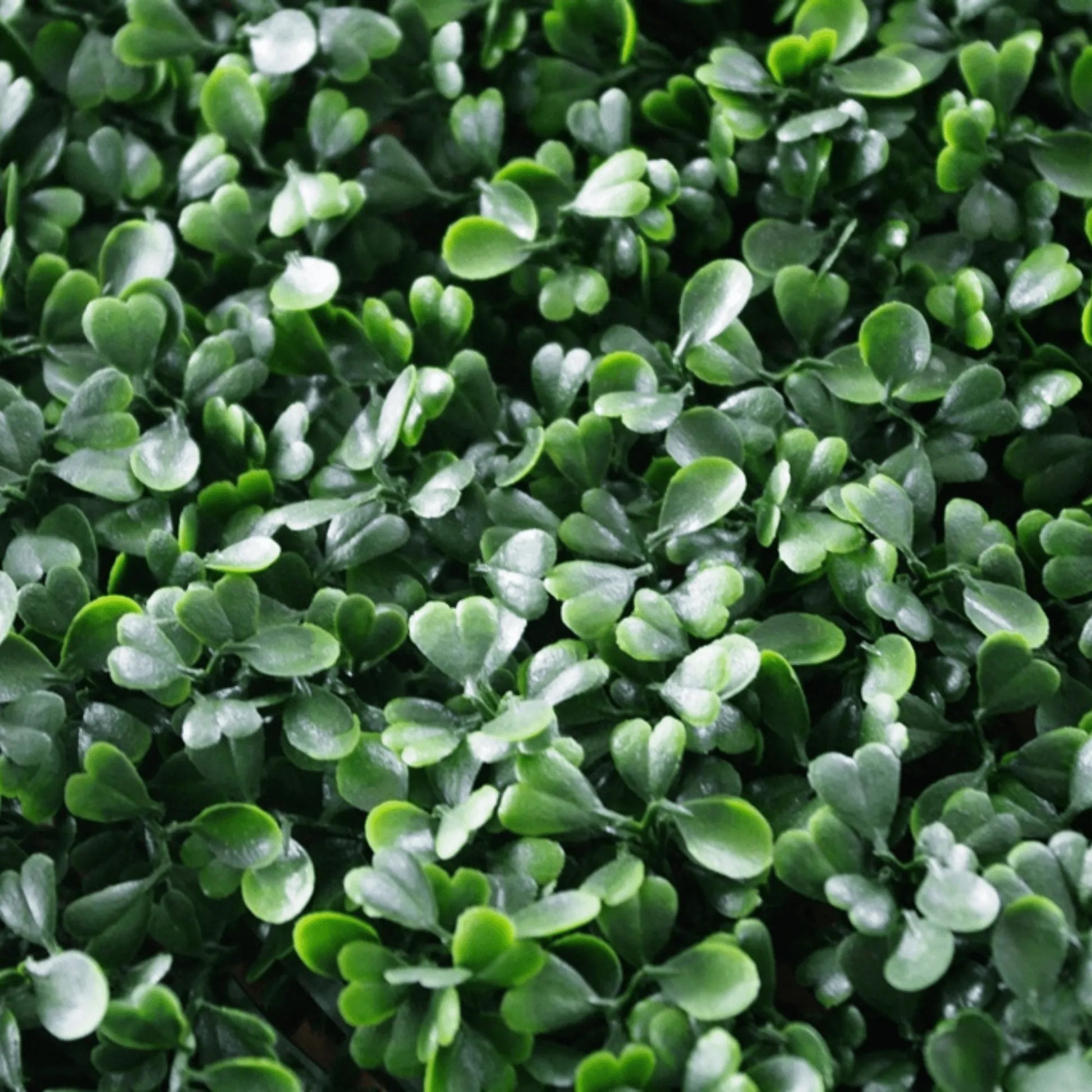 Dark Artificial Boxwood Wall 40" x 40" 11SQ FT Commercial Grade UV Resistant-4