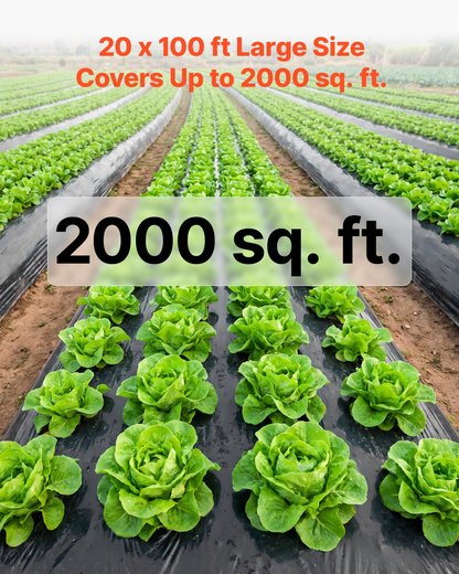 82177835