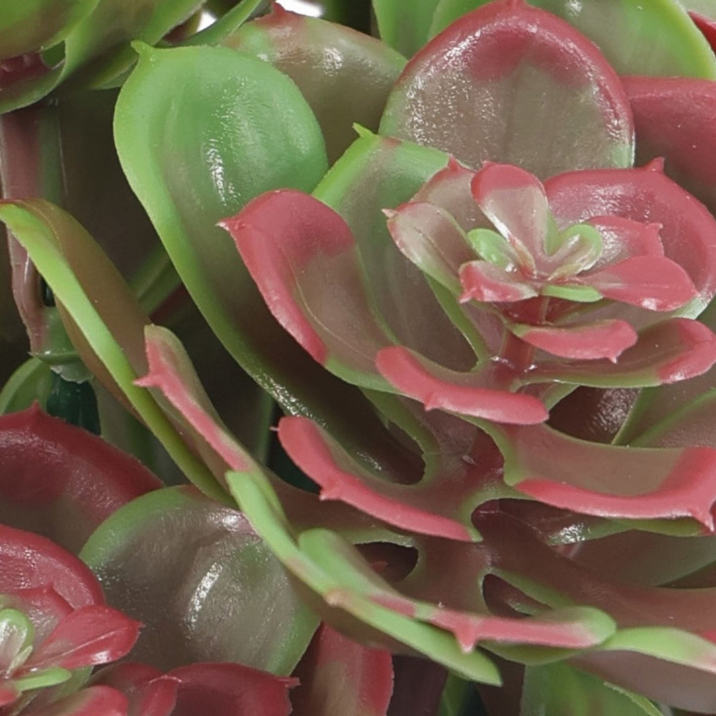 Set of 5 Red and Green Aeoniums Succulent Plants – 30cm / 11.8" UV Resistant-2