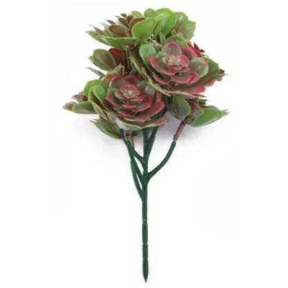 Set of 5 Red and Green Aeoniums Succulent Plants – 30cm / 11.8" UV Resistant-1